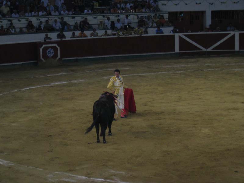 Bull-Fight-025